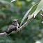 (Fledgling) Anna's Hummingbird