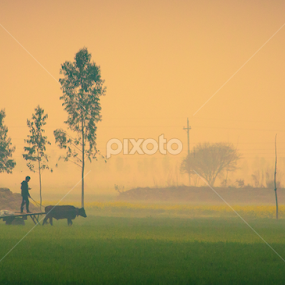 Panjaab by Jatin Malhotra - Nature Up Close Trees & Bushes