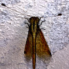 Unidentified Owlfly