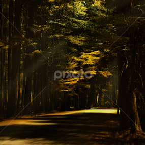 Foret d'Azrou by Moussa Idrissi - Landscapes Forests