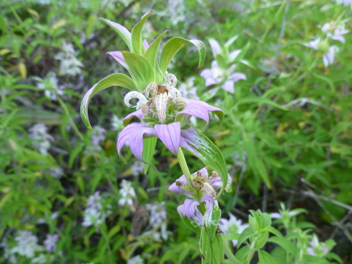 Horsemint (Spotted Beebalm)