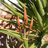 Malagasy Tree Aloe