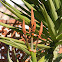 Malagasy Tree Aloe