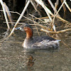 Little Grebe