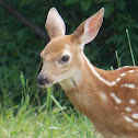 White-tailed Deer (fawn)