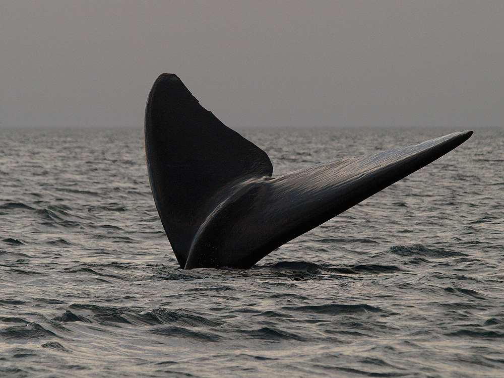 Ballena franca austral (Southern right whale)