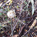 Mantis egg sac