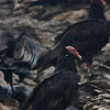 Jote de Cabeza Colorada / Turkey Vulture