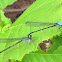 Blue-fronted Dancer damselflies (mating pair, in tandem)