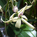 Encyclia orchid