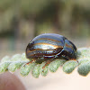 Rosemary Beetle. Escarabajo del romero