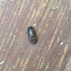 Wood Louse