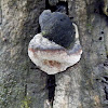 Bracket fungus - Fomes sp