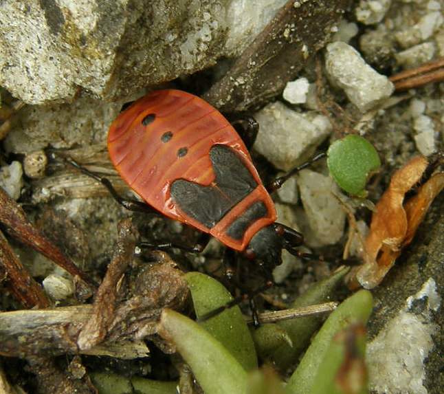 Firebug nymph