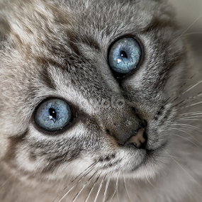 Look to my eyes ! -http://emanuelphoto.wix.com/foto by Emanuel Fernandes - Animals - Cats Portraits