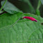 Florecilla fusia