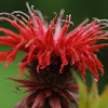 Cambridge scarlet monarda (bee balm hybrid)