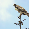 Aguililla Cola Roja, Red-tailed Hawk (juvenile)