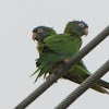 Blue-crowned parakeet