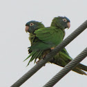 Blue-crowned parakeet