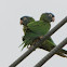 Blue-crowned parakeet