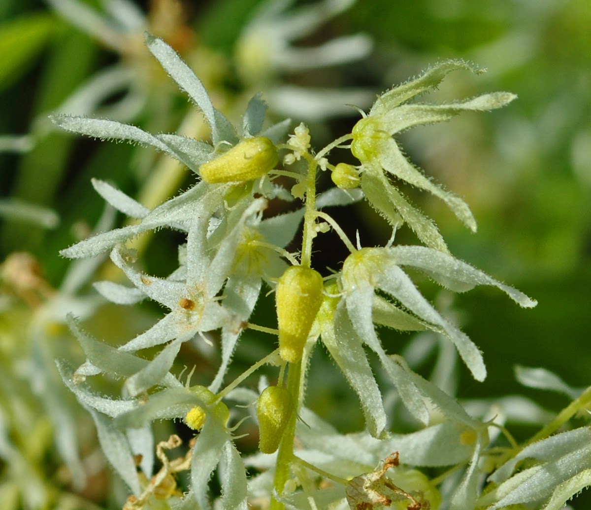 Wild Cucumber