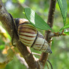 Forest Lined Snail