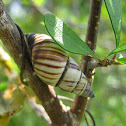 Forest Lined Snail