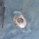 Moon Snail