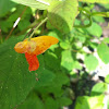 Orange Jewelweed