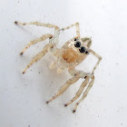 Jumping Spider sps