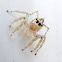 Jumping Spider sps