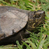 Mississippi mud turtle