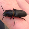 Firewood longhorn beetle