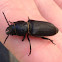 Firewood longhorn beetle