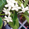 Madagascar Jasmine