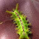 Nettle Caterpillar
