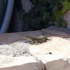 Wall lizard