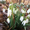 Snowdrops