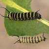 Monarch, larvae