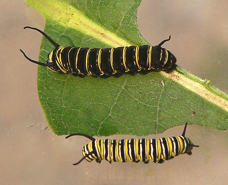 Monarch, larvae
