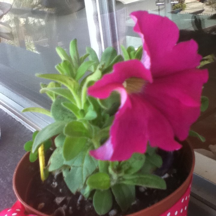 Petunia