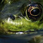 Northern Green Frog (eye)