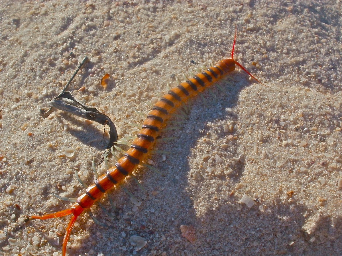 Australian Blue Ringlegged Centipede