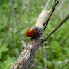 Mating Lady Bugs (convergent)