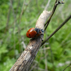 Mating Lady Bugs (convergent)
