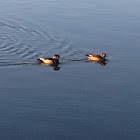 Wood Ducks