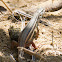 Algerian Sand Lizard; Large Psammodromus