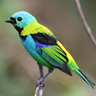 Green-headed Tanager