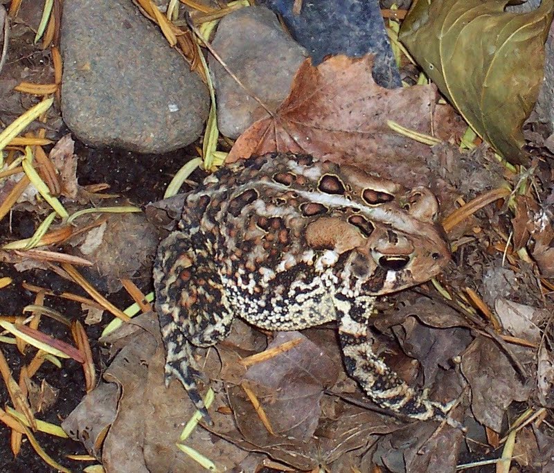 American Toad